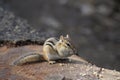 Chipmunk munching on peanuts on an old fallen tree.