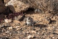 Chipmunk in the nature, Los Molinos de Villaverde