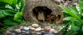 Chipmunk panorama inside a hollow log Royalty Free Stock Photo