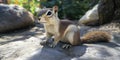Chipmunk on Paved Path: Fluffy Tail and Curious Eyes, Forest Background and Natural Light, a Cute and Wild Creature Royalty Free Stock Photo