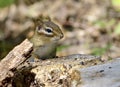 Chipmunk peeking over tree stump