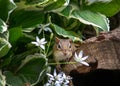 Chipmunk peeks out from behind white spring flowers Royalty Free Stock Photo