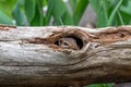 Chipmunk peeks out of a hollow log Royalty Free Stock Photo