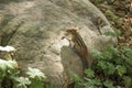 A chipmunk perched on a large limestone  boulder Royalty Free Stock Photo