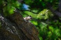 Chipmunk Perched on a Rock In the Woods Royalty Free Stock Photo
