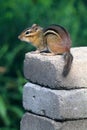 Chipmunk Perched On Stack Of Stones Vertical Sciuridae