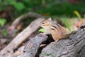 Chipmunk Perched On A Stump