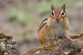 Chipmunk portrait on a log