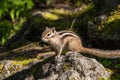 Chipmunk portrait stone Royalty Free Stock Photo