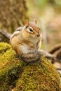 Chipmunk