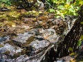 Chipmunk poses on a rock in the wild. A little chipmunk posing nosy in the Rocky Altai Mountains, Siberia Royalty Free Stock Photo