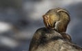 Chipmunk in a prayer state Royalty Free Stock Photo