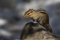 Chipmunk in a prayer state Royalty Free Stock Photo