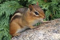 Chipmunk on a rock Royalty Free Stock Photo