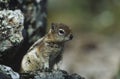 Chipmunk on rock Royalty Free Stock Photo