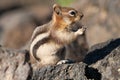 Chipmunk on a Rock Royalty Free Stock Photo