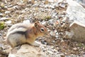 Chipmunk on a rock Royalty Free Stock Photo