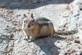 Chipmunk on rock near Gibbon Falls in Yellowstone National Park in Wyoming USA Royalty Free Stock Photo