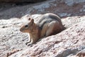 Chipmunk on rock near Gibbon Falls in Yellowstone National Park in Wyoming USA Royalty Free Stock Photo