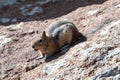 Chipmunk on rock near Gibbon Falls in Yellowstone National Park in Wyoming USA Royalty Free Stock Photo