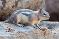 Chipmunk on rock near Gibbon Falls in Yellowstone National Park in Wyoming USA Royalty Free Stock Photo