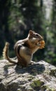 A Chipmunk in Rocky Mountain National Park