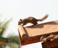 Chipmunk on the roof