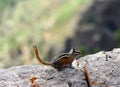 Chipmunk at Sandia Crest