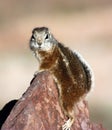 Chipmunk relaxing on a rock