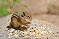 Chipmunk with Seed