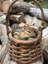 Chipmunk sitting in basket on woodpile