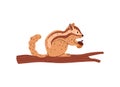 Chipmunk sit on tree branch and hold acorn in his paws vector illustration