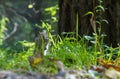 Chipmunk sits in green grass in the woods Royalty Free Stock Photo