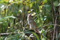 Chipmunk sits in green grass in the woods Royalty Free Stock Photo
