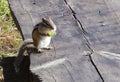 Chipmunk sitting on the Board 3