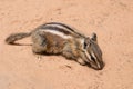 Chipmunk sitting and eating in the colorful sand of the desert in Arizona