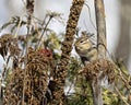 Chipmunk Image and Photo. Sitting on foliage and displaying brown fur, body, head, eye, nose, ears, paws, in its environment and