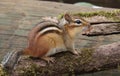 Chipmunk portrait on a log Royalty Free Stock Photo