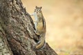 Chipmunk. Royalty Free Stock Photo