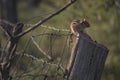 Chipmunk sitting on old fence post just as the sun as coming up. Royalty Free Stock Photo