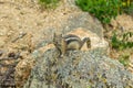 Chipmunk sitting on a rock