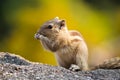 chipmunk sitting on a rock with a yellow background in the background Royalty Free Stock Photo