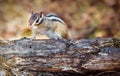 Chipmunk sitting on a tree branch