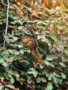 Chipmunk sitting on a tree branch in forest