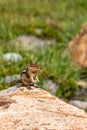 chipmunk sitting up to look around from large rock