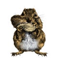 Chipmunk sketch vector color picture