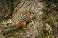 Chipmunk Spring Time