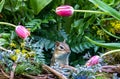 Chipmunk with spring tulips in a garden
