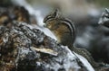 Chipmunk standing on hind legs on rock side view Royalty Free Stock Photo