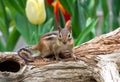 Chipmunk standing on a hollow log Royalty Free Stock Photo